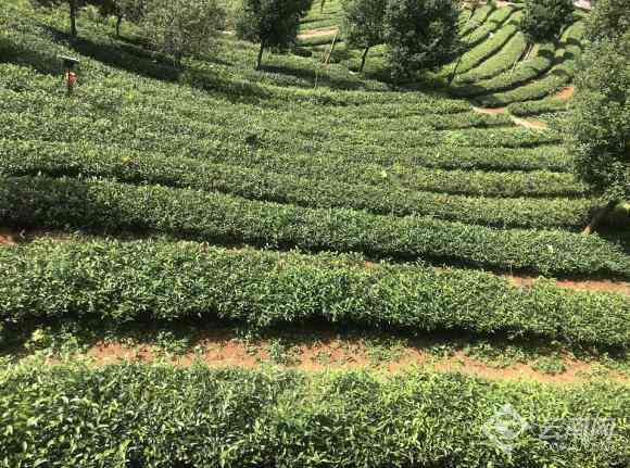 普洱茶在冬与的健效益比较：一种新的视角