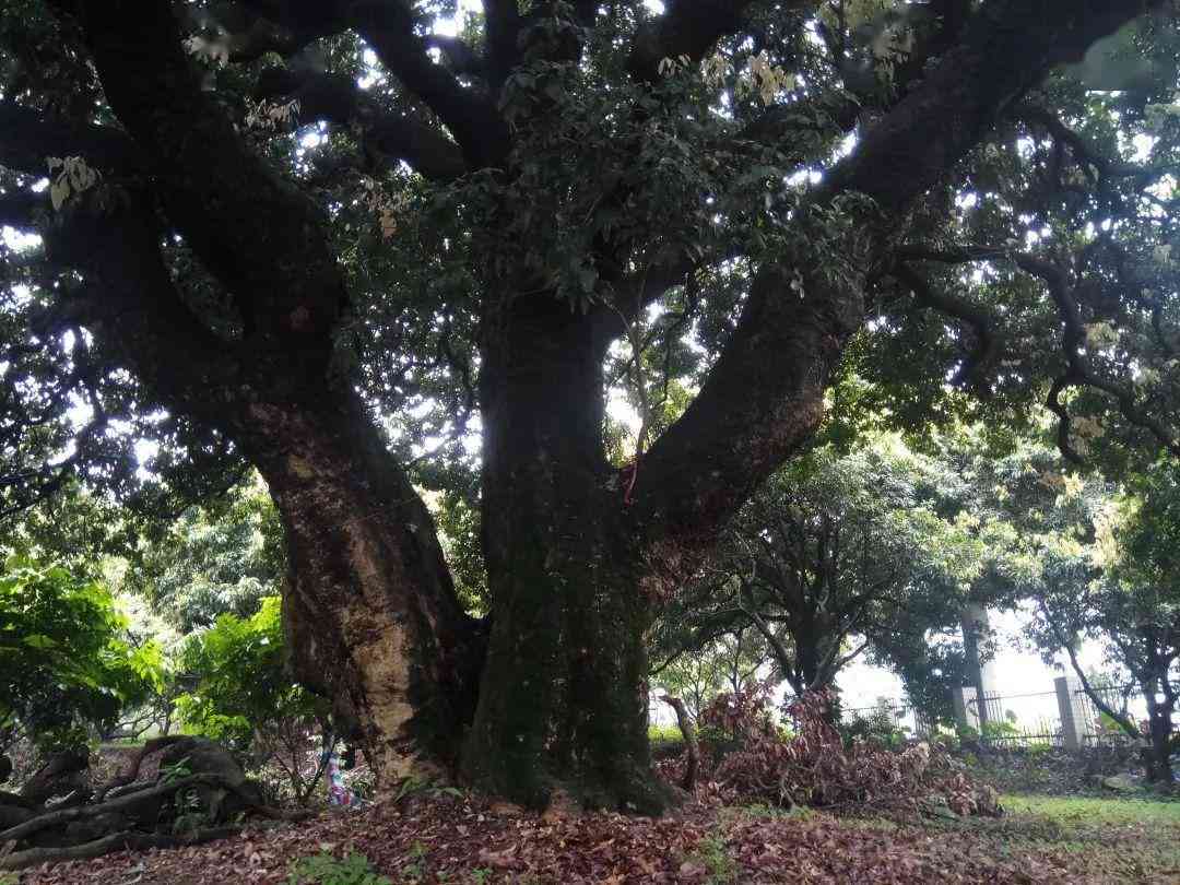 古树普洱茶过夜能喝吗：百度百科解答及保存时间指导