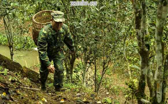 普洱茶肥料制作与应用全解析：如何选择、使用与优化以提高植物生长效果