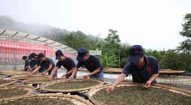 勐海普洱茶加工定制厂家