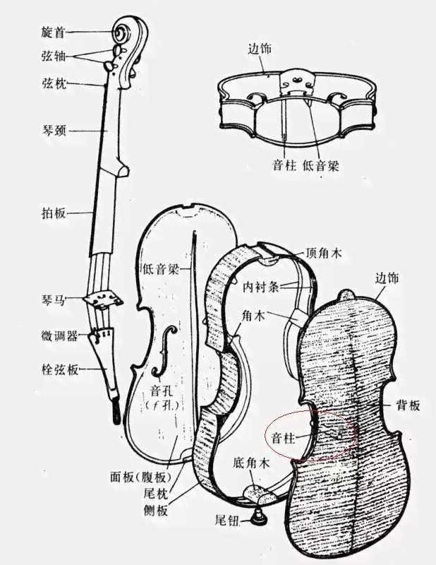 中提与小提：音色、演奏技巧及尺寸的比较分析