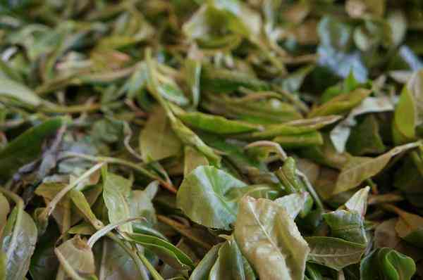 如何辨别普洱茶细叶与大叶：一份全面指南帮助您轻松分辨