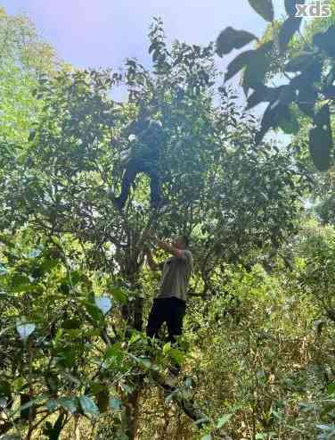 巴达山古树普洱茶：独特风味与醇厚口感的完美结合