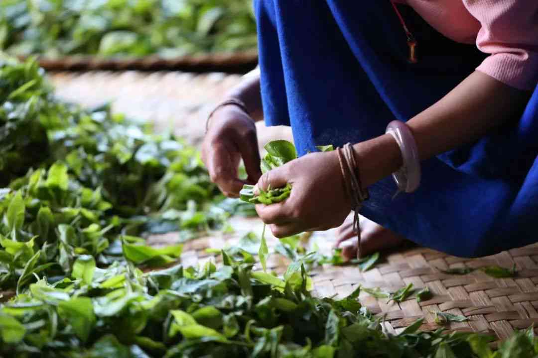 古树普洱茶转化有多快啊