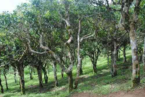 云南普洱茶四大产地：思、临沧、西双版纳，哪里的茶树和口感最正宗？