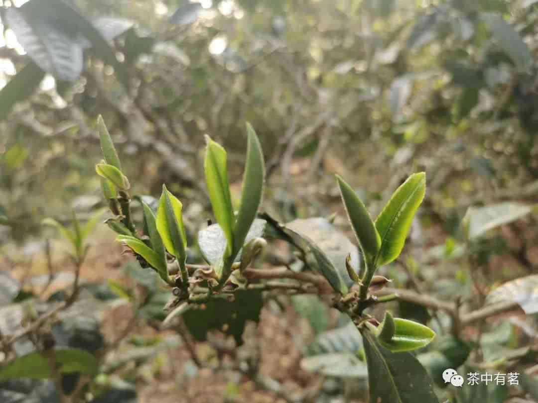 老兴海茶厂精选石斛与云南大叶种普洱茶融合的独特口感茶品