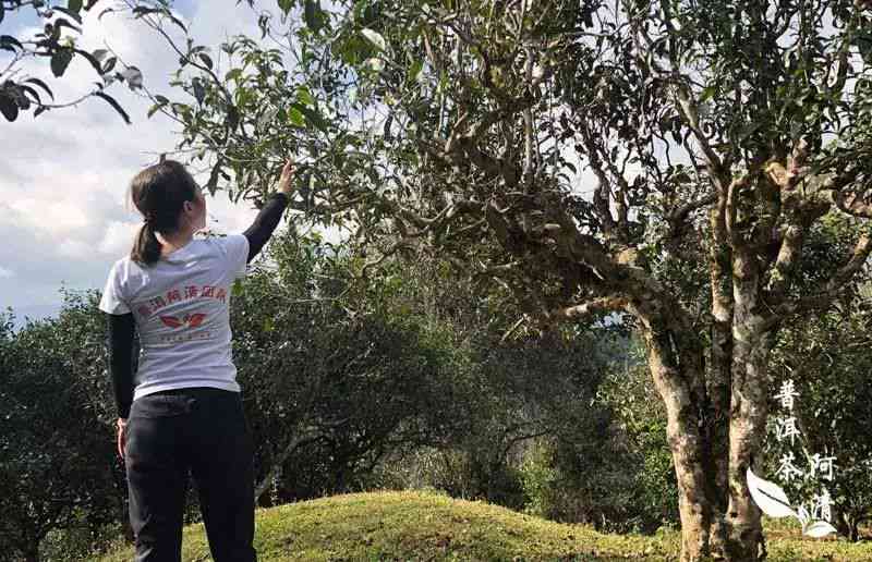 更爱喝古树普洱茶的人