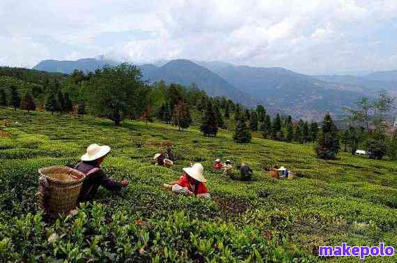 墨江出名的普洱茶及特点，你不可错过！