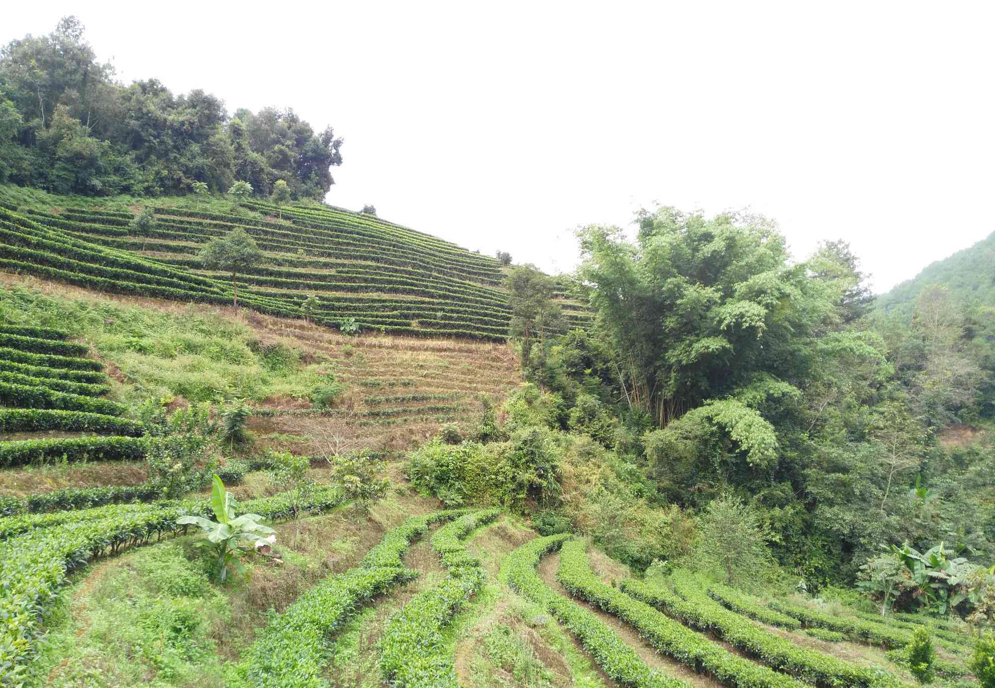 墨江县买普洱茶的地方