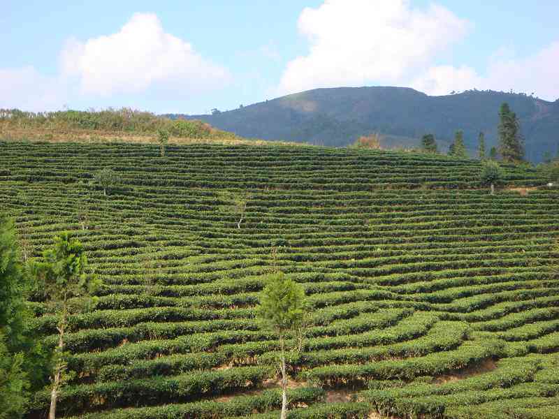 墨江县买普洱茶的地方