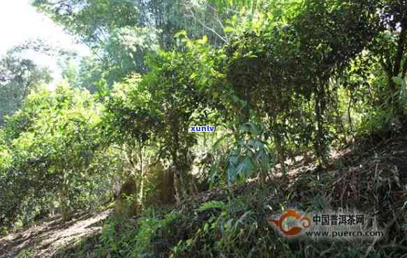 探寻普洱茶产地：景谷茶区的独特魅力与特点