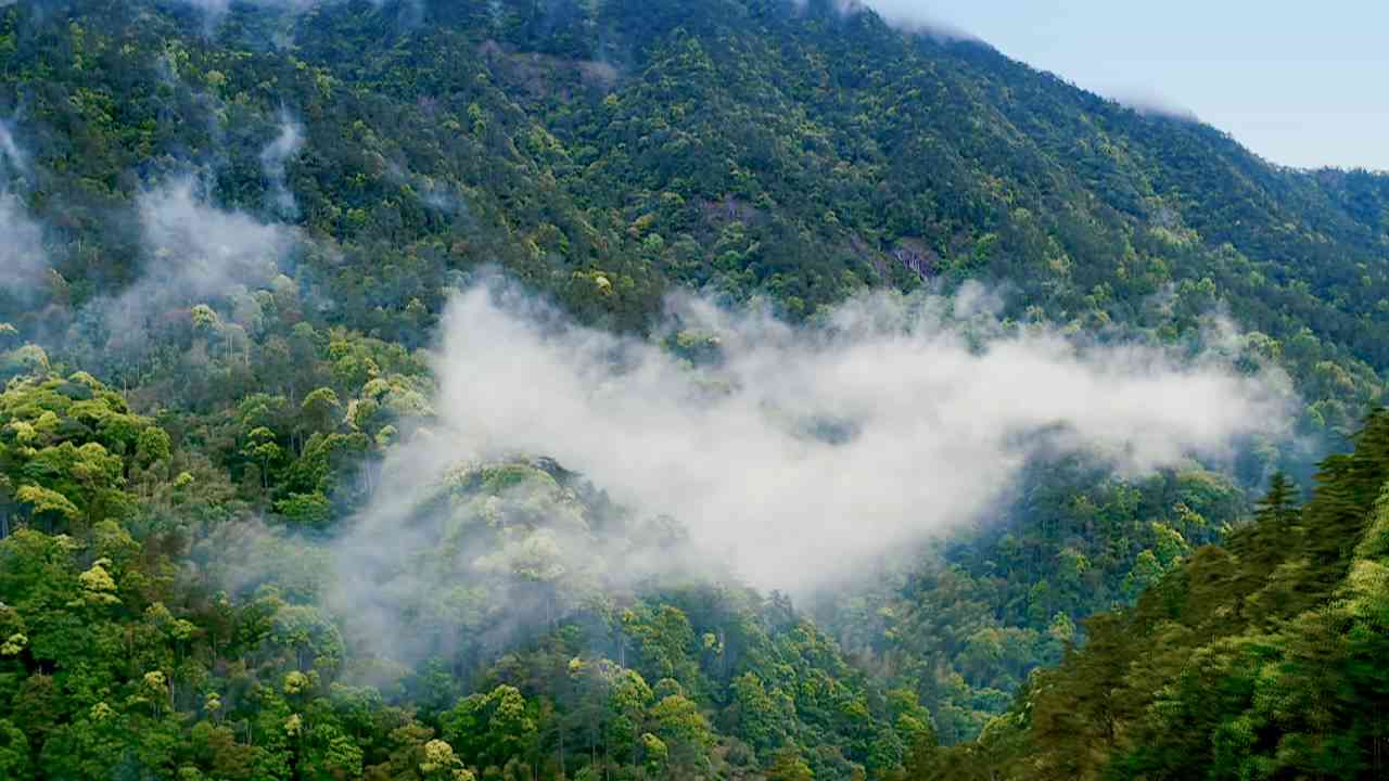 云南普洱茶哪个山喝，哪个山看，哪个山听？