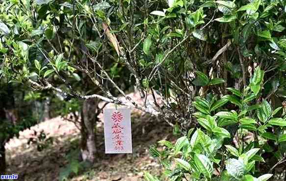 竹子古树普洱茶特点：了解其独特风味及制作工艺