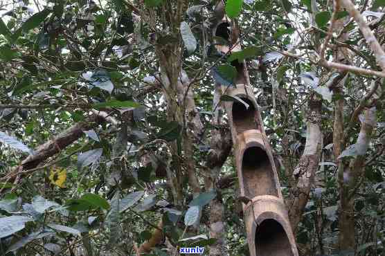 竹子古树普洱茶特点：了解其独特风味及制作工艺