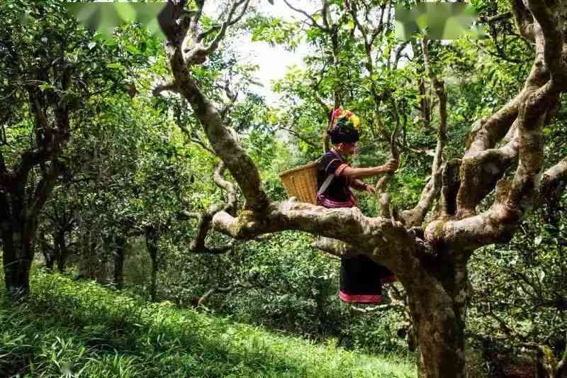 缅北老树普洱茶：一跨越云南与古树的传奇故事