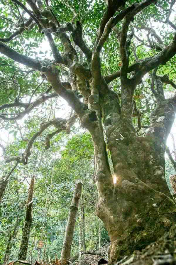 阿里山区古树普洱茶：云南果敢原产地茶叶批发价格大全