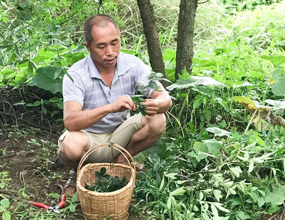 卖牛皮菜根普洱茶的店名大全，牛皮菜根代理哪家好？云南牛皮菜根厂家推荐！