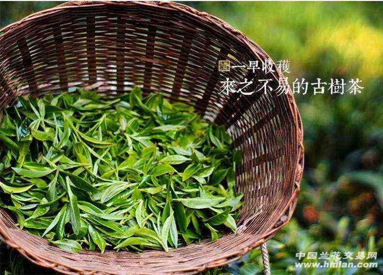 云南特产牛皮菜根普洱茶在京东和上的优质选择与价格对比