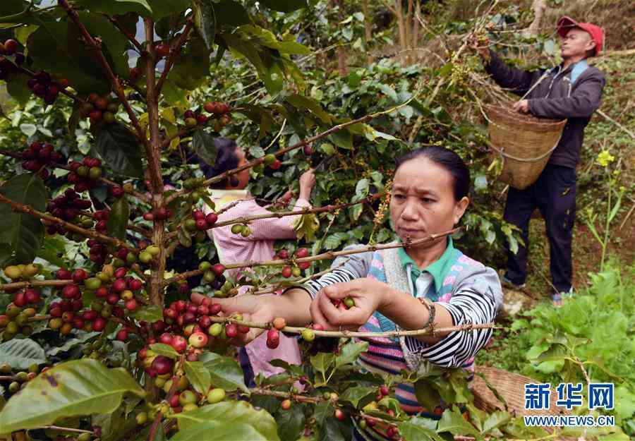 芭蕉林单株普洱茶价格多少：探究市场行情与品质影响