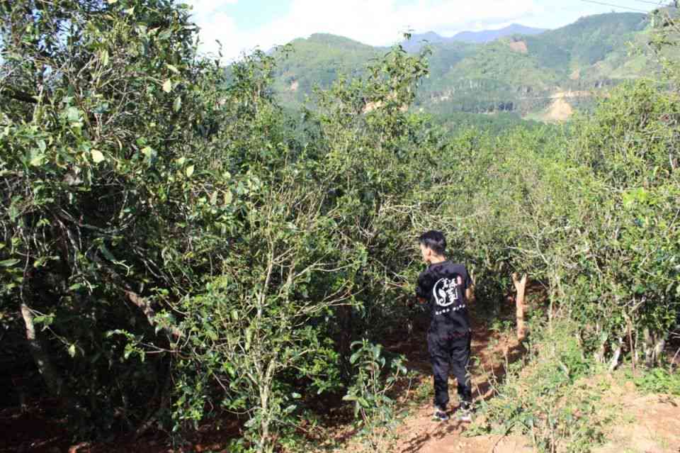 探究云南明桥世家普洱茶的独特魅力与品鉴方法