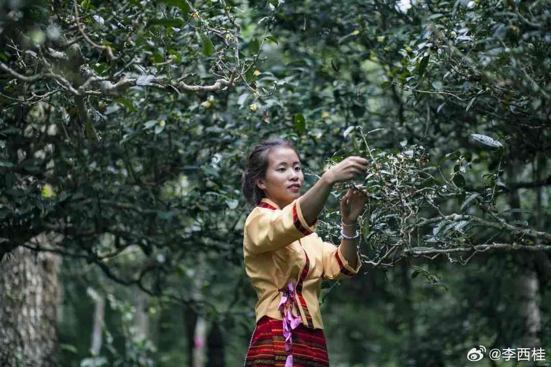 云南普洱茶山泰茶：传承古法，品味普洱茶韵