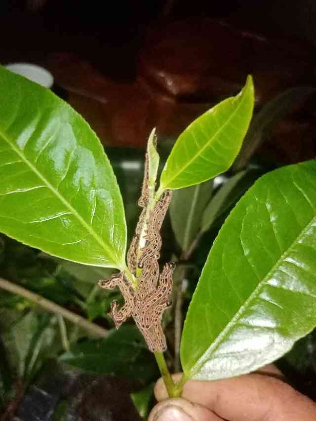 普洱茶饼里有毛发虫子