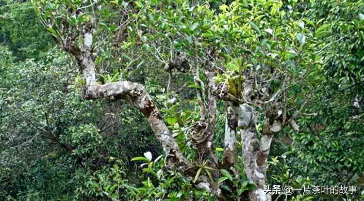 探究普洱茶茶韵的深层含义及其独特魅力