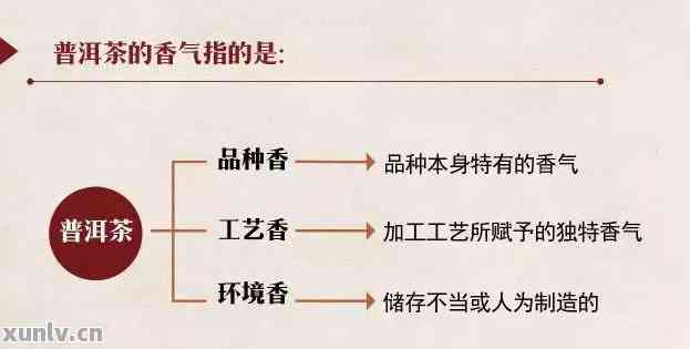 普洱茶的韵味：从品种、工艺到品饮方法的全面解析