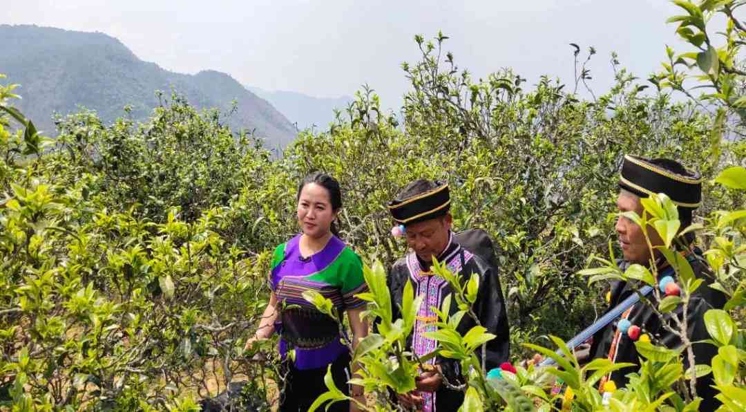 特色山头普洱茶的特点、功效与作用：十大山头普洱茶及其特点