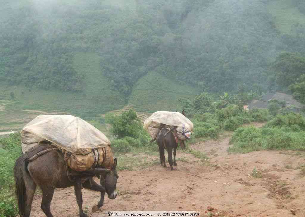 光芒山：西双版纳勐海县的自然瑰宝与普洱茶文化的交融之地