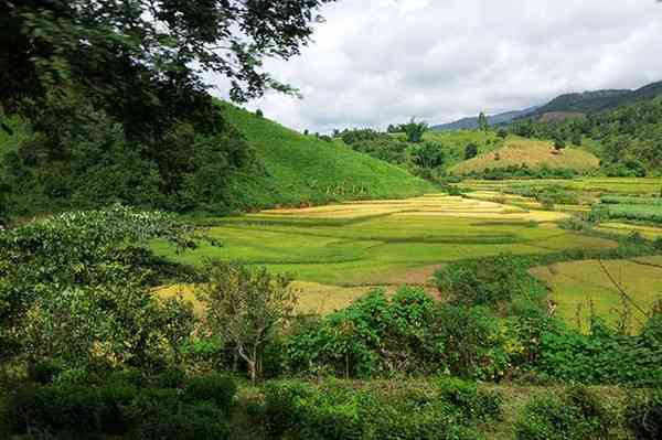 古六大茶山普洱茶实地