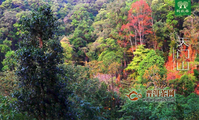 天门山普洱茶和薄荷塘普洱茶哪个好-天门山普洱茶和薄荷塘普洱茶哪个好喝