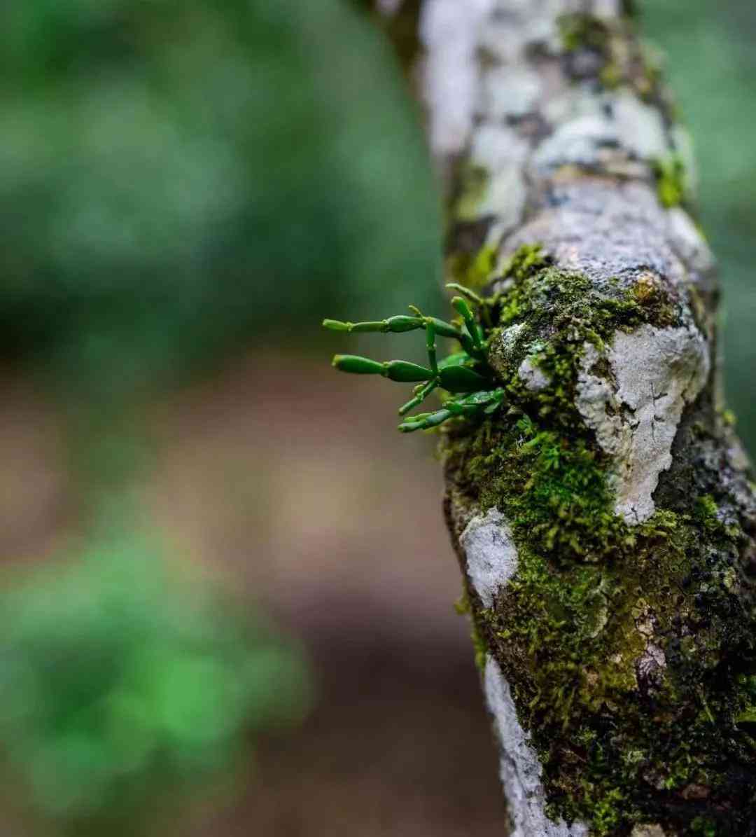 普洱生茶里的清凉感：了解普洱茶的清凉感及其特点