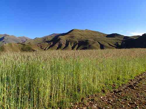 网上麦子家族的和田玉是不是真的：抖音新疆麦子家族买的玉是否真实？