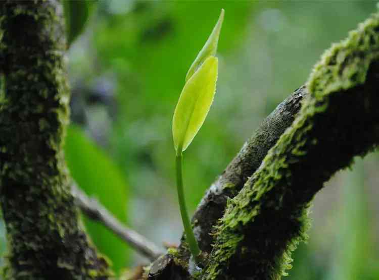 大树普洱茶可以存吗多久