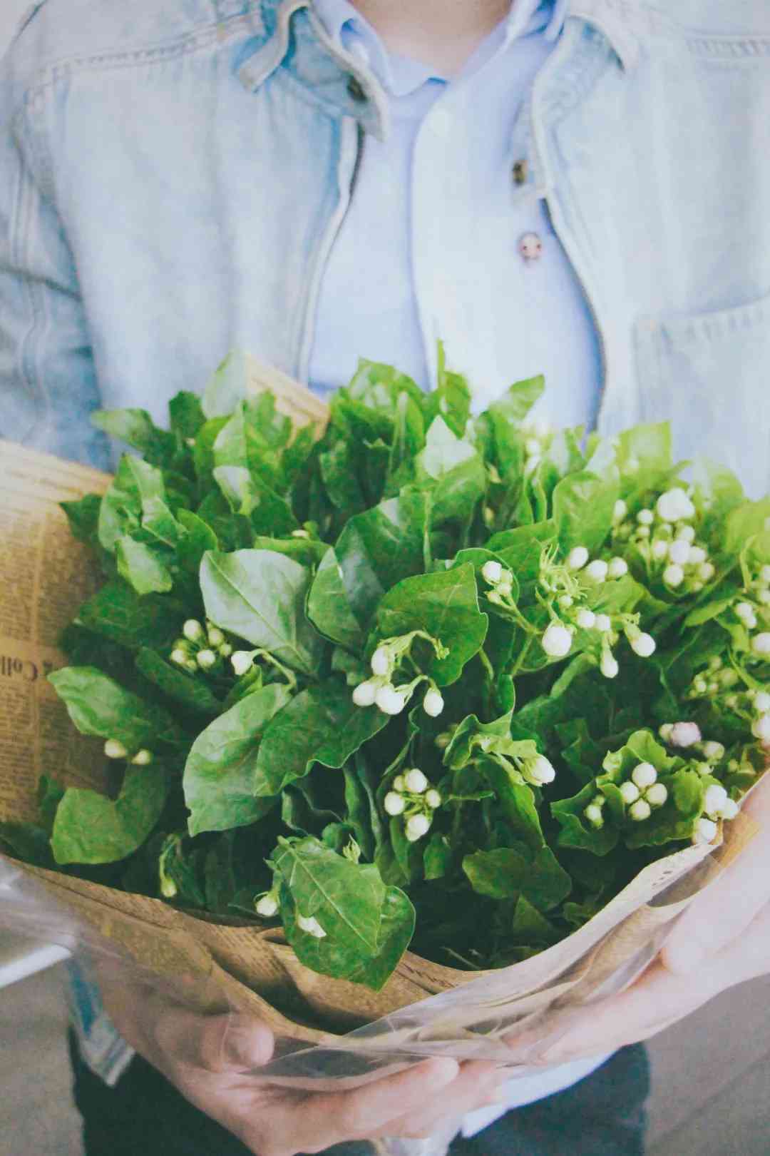 彩茉莉普洱茶饼