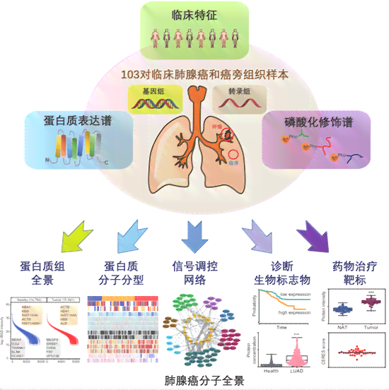 普洱茶的祛湿功效：科学研究揭示其对湿气影响的深入理解