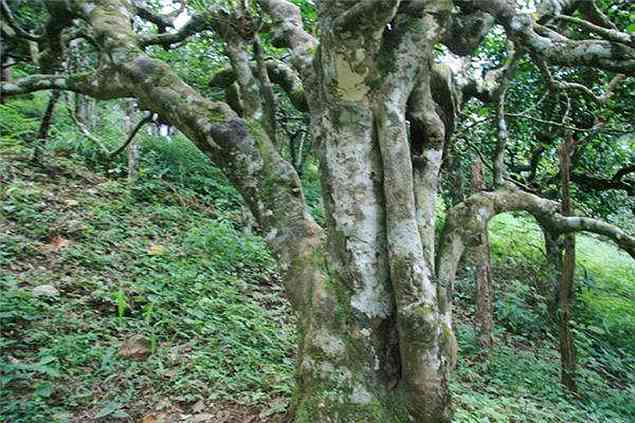 云南西双版纳千年野生古树茶：品种、产地、品质、泡法及养生功效详解