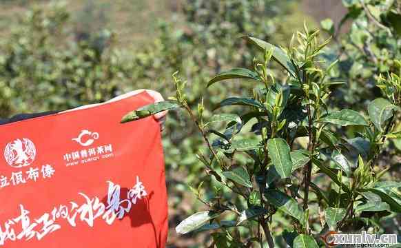 薄荷糖普洱是哪个茶山的？口感特点、价格与由来揭秘！