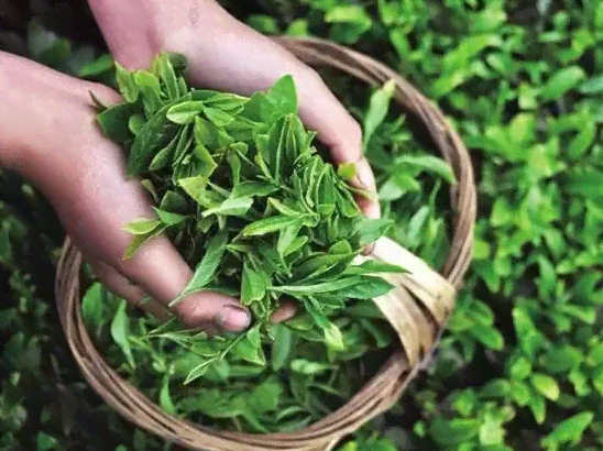 探究普洱茶咖馆的盈利前景：一家普洱茶咖馆现在是否真的能赚钱？