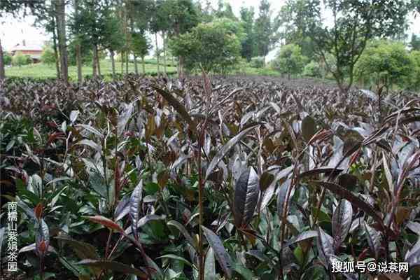 紫芽普洱茶的采摘时间