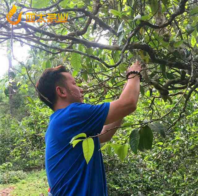 普洱茶一匹黑马的魅力与价值：揭示独特风味与市场潜力