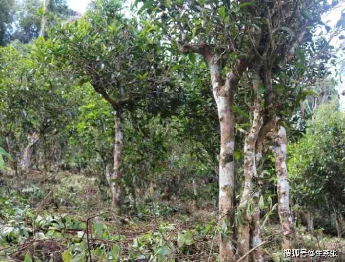 普洱茶哪个山头品种的甜味更突出？探究普洱茶不同产地的特点