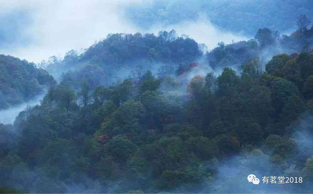 普洱茶各山头甜度对比：哪些山头的普洱茶更甜？