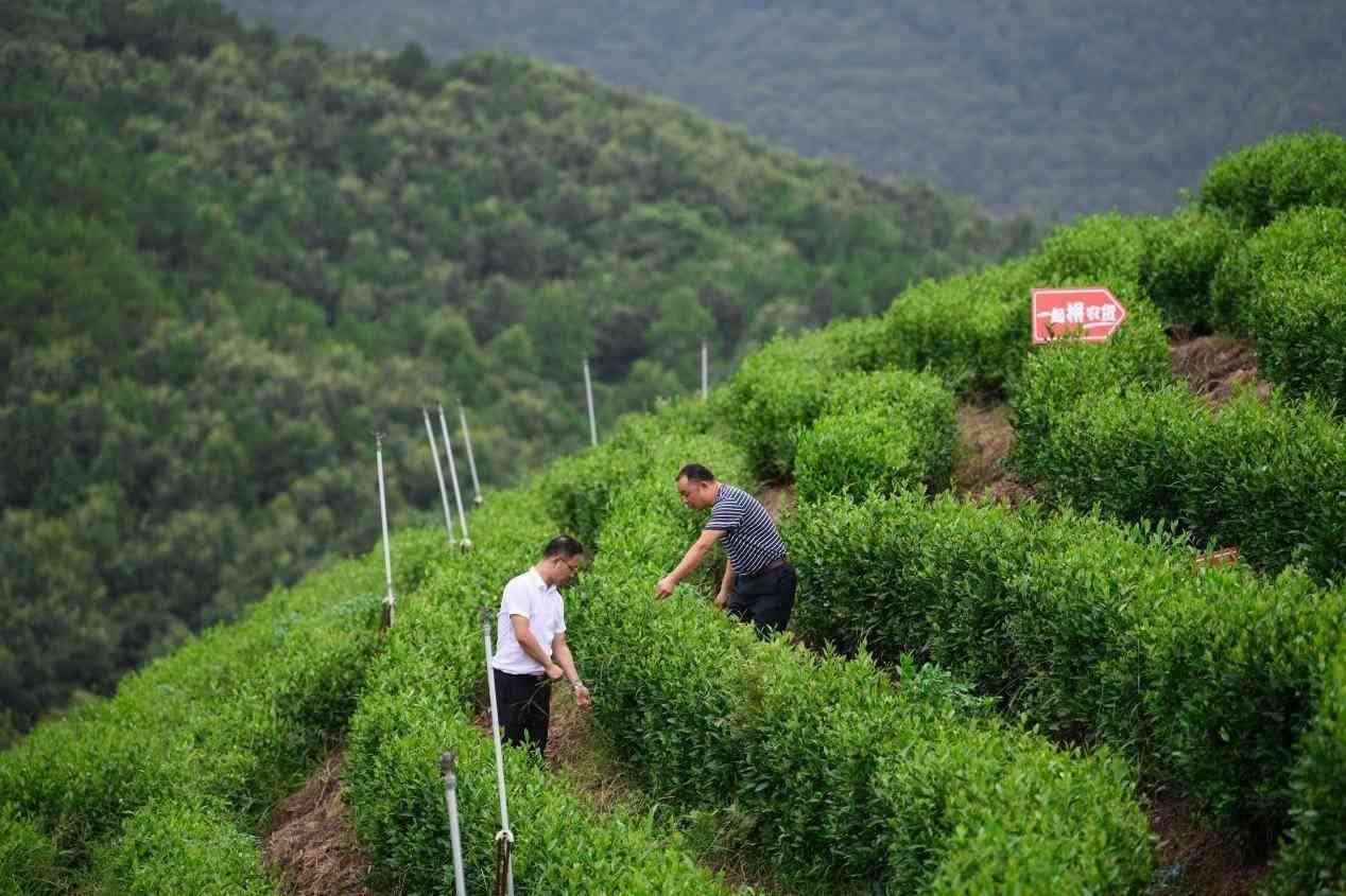 太原有没有收茶叶的地方和店，以及回收茶叶的电话和具体地点？