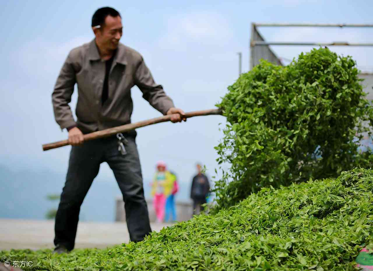 普洱茶饼泡完还是硬的好喝：探讨普洱茶的泡法及口感