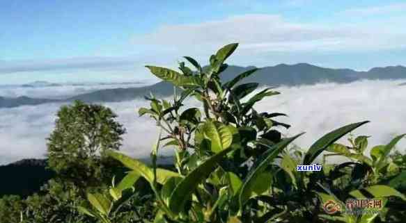 大忠山古树普洱茶：口感探索与独特特点的完美结合