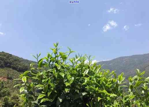 大忠山古树普洱茶：口感探索与独特特点的完美结合