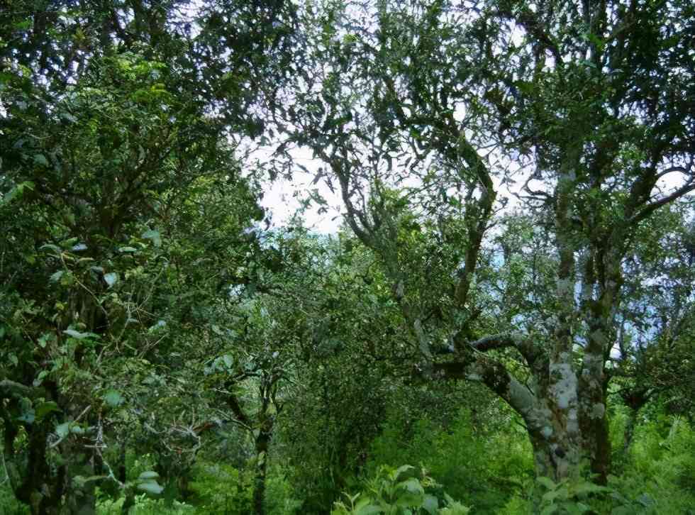 大忠山古树普洱茶：口感探索与独特特点的完美结合