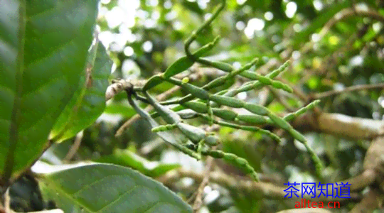 螃蟹脚普洱茶怎样泡制